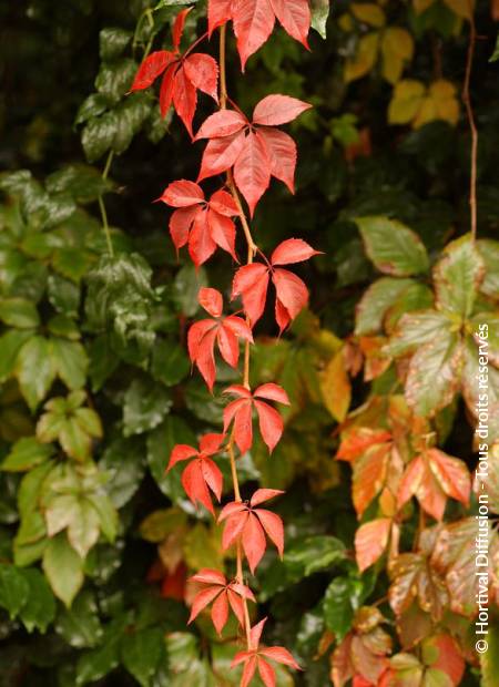 © Hortival Diffusion - Tous droits réservés