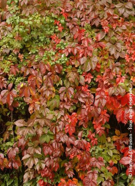 © Hortival Diffusion - Tous droits réservés