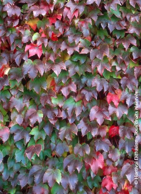 © Hortival Diffusion - Tous droits réservés