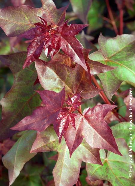 © Hortival Diffusion - Tous droits réservés