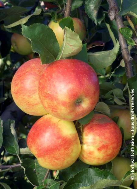 © Hortival Diffusion - Tous droits réservés