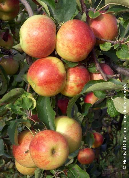 © Hortival Diffusion - Tous droits réservés