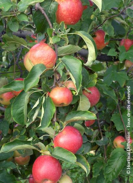 © Hortival Diffusion - Tous droits réservés