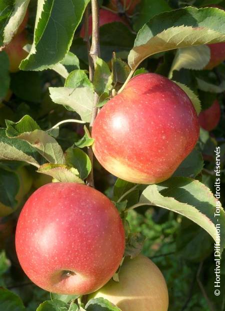 © Hortival Diffusion - Tous droits réservés