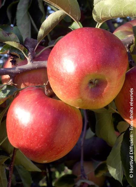 © Hortival Diffusion - Tous droits réservés