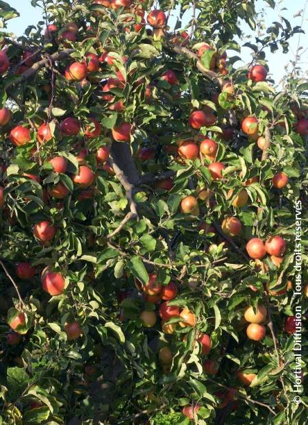 © Hortival Diffusion - Tous droits réservés