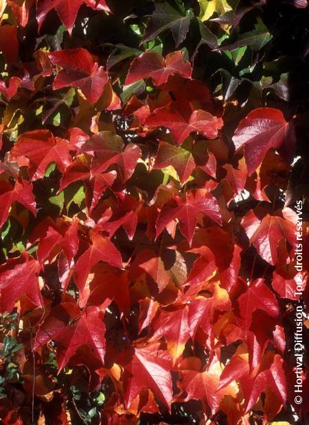 © Hortival Diffusion - Tous droits réservés