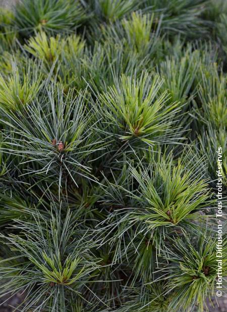 © Hortival Diffusion - Tous droits réservés