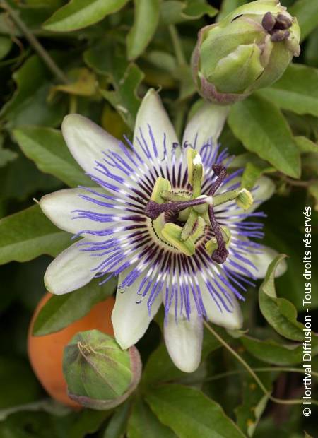 © Hortival Diffusion - Tous droits réservés