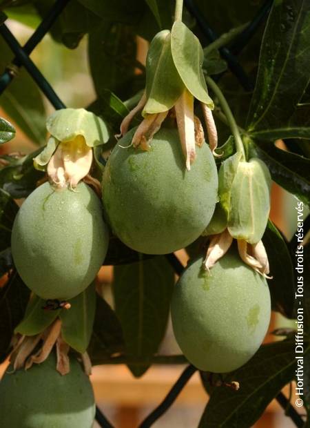 © Hortival Diffusion - Tous droits réservés