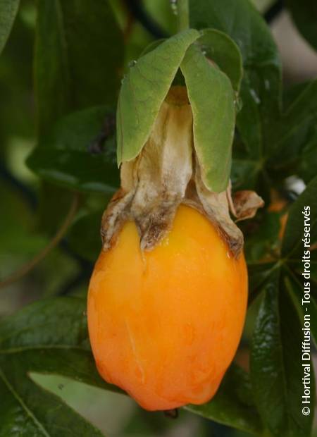 © Hortival Diffusion - Tous droits réservés