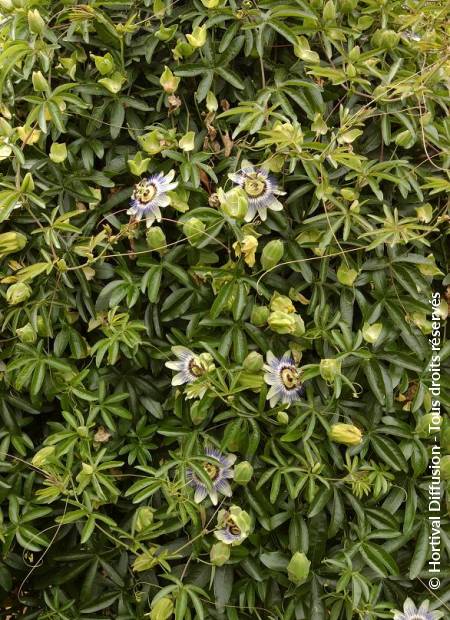 © Hortival Diffusion - Tous droits réservés