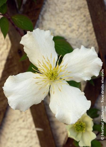 © Hortival Diffusion - Tous droits réservés