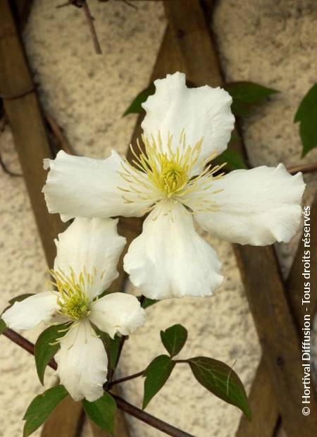 © Hortival Diffusion - Tous droits réservés