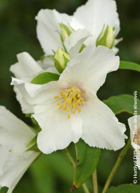 © Hortival Diffusion - Tous droits réservés