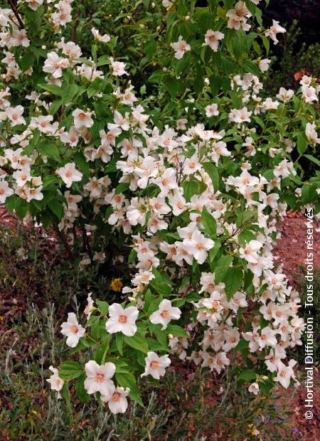 © Hortival Diffusion - Tous droits réservés