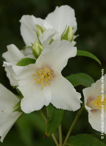 © Hortival Diffusion - Tous droits réservés