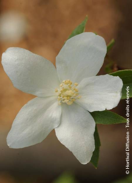 © Hortival Diffusion - Tous droits réservés