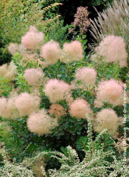 © Hortival Diffusion - Tous droits réservés