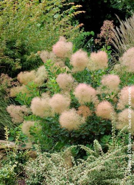 © Hortival Diffusion - Tous droits réservés