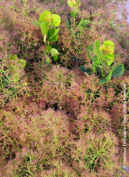 © Hortival Diffusion - Tous droits réservés