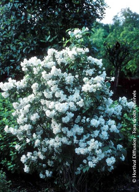 © Hortival Diffusion - Tous droits réservés