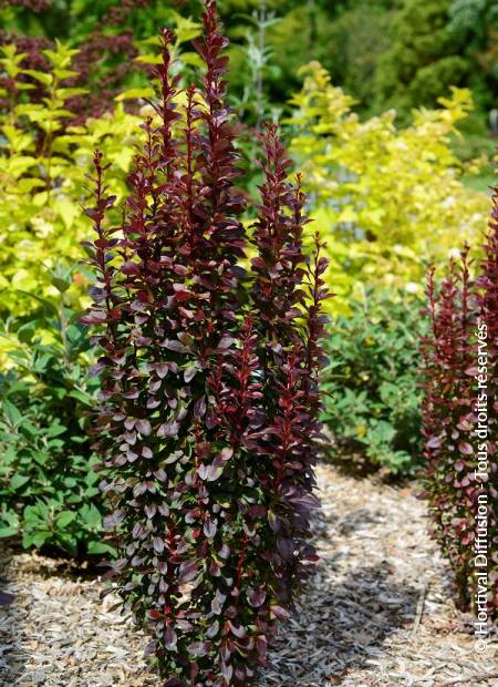 © Hortival Diffusion - Tous droits réservés