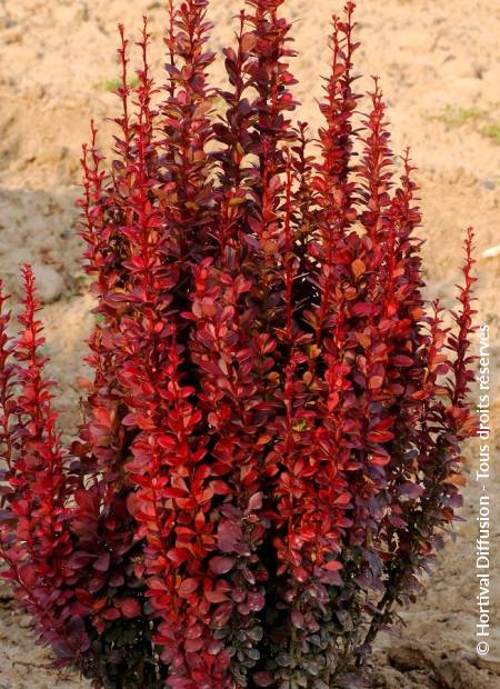 © Hortival Diffusion - Tous droits réservés