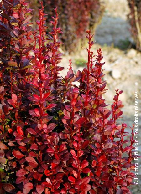 © Hortival Diffusion - Tous droits réservés