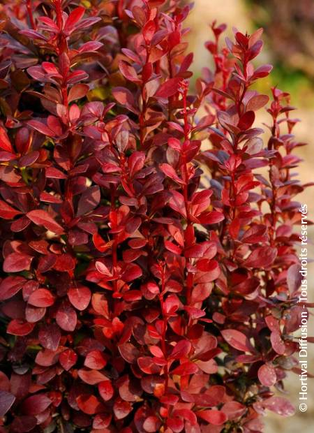 © Hortival Diffusion - Tous droits réservés