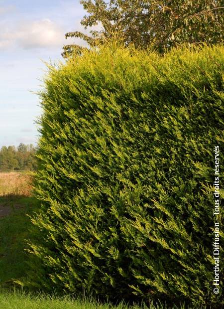 © Hortival Diffusion - Tous droits réservés