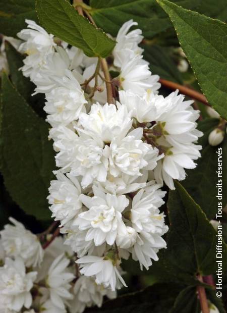 © Hortival Diffusion - Tous droits réservés