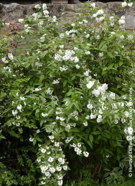 © Hortival Diffusion - Tous droits réservés