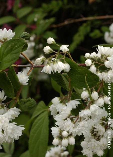 © Hortival Diffusion - Tous droits réservés