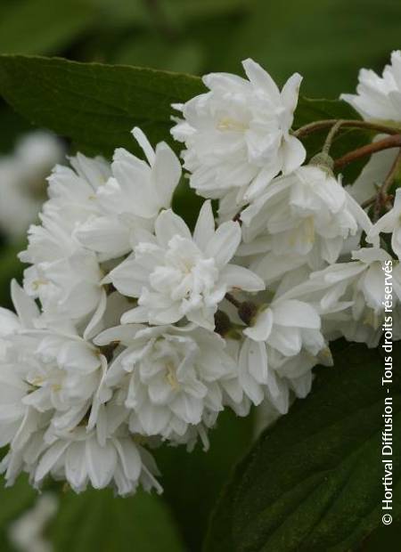 © Hortival Diffusion - Tous droits réservés