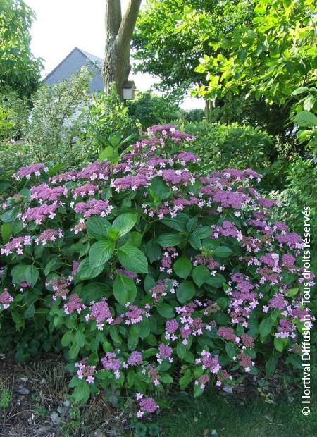 © Hortival Diffusion - Tous droits réservés