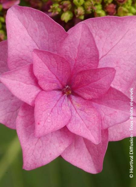 © Hortival Diffusion - Tous droits réservés