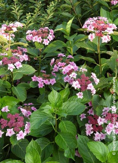 © Hortival Diffusion - Tous droits réservés