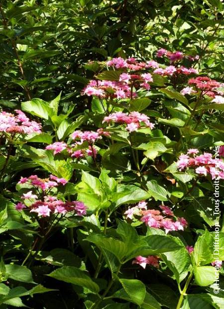 © Hortival Diffusion - Tous droits réservés