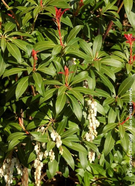 © Hortival Diffusion - Tous droits réservés