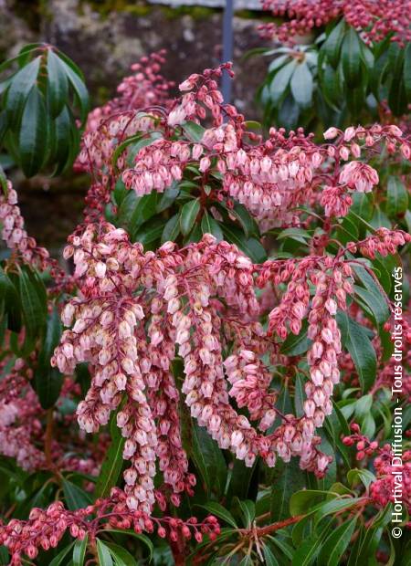 © Hortival Diffusion - Tous droits réservés