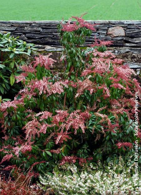 © Hortival Diffusion - Tous droits réservés