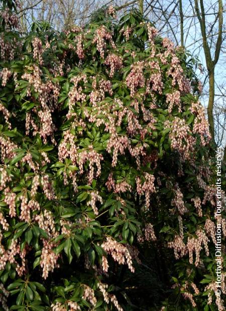 © Hortival Diffusion - Tous droits réservés