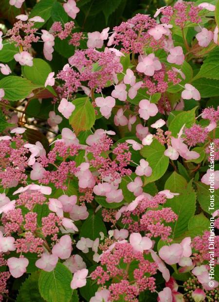 © Hortival Diffusion - Tous droits réservés