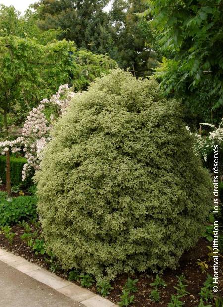 © Hortival Diffusion - Tous droits réservés