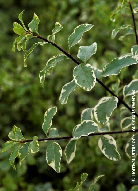 © Hortival Diffusion - Tous droits réservés