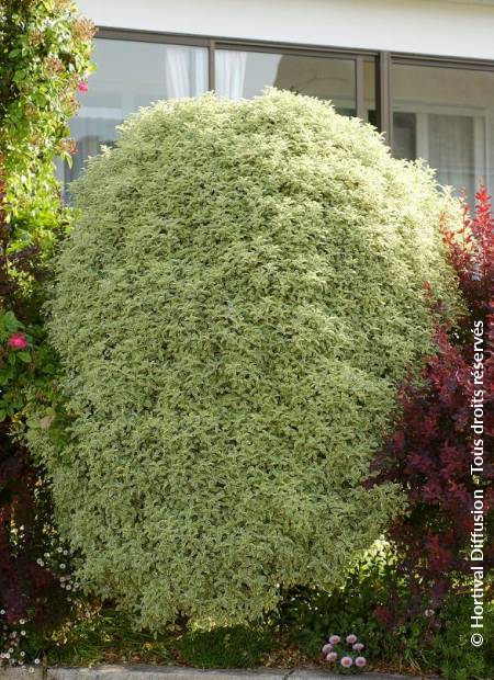 © Hortival Diffusion - Tous droits réservés