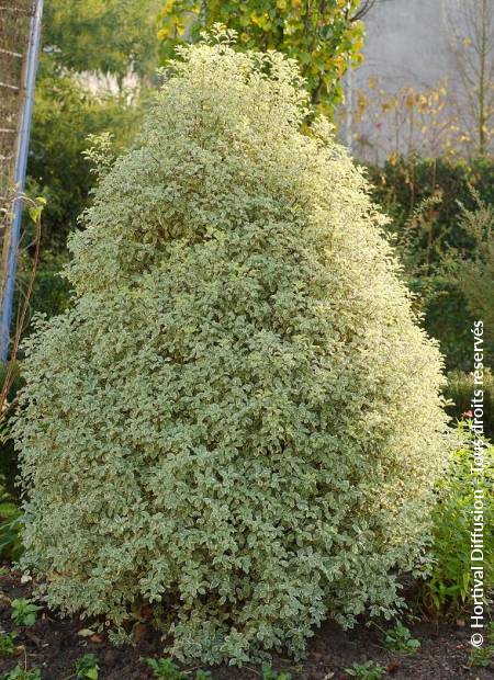 © Hortival Diffusion - Tous droits réservés