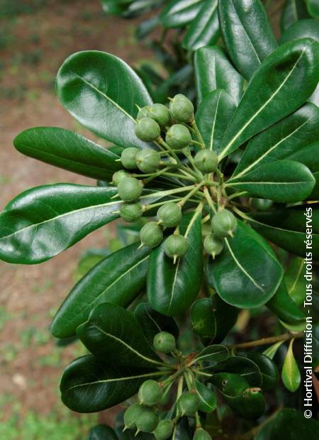 © Hortival Diffusion - Tous droits réservés