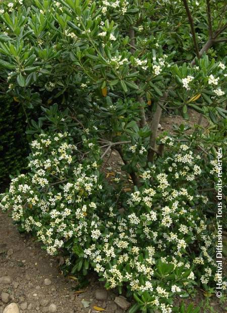 © Hortival Diffusion - Tous droits réservés